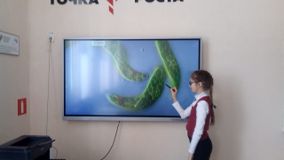 Урок биологии 5 класс. Рассматривание микропрепаратов просейших